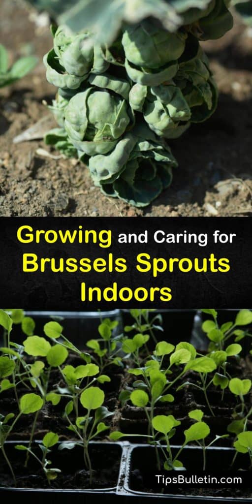 Learn to grow Brussels sprouts, a member of Brassica oleracea or the cabbage family, like collards, indoors. Late summer or winter, don’t worry about growing season; provide full sun, water, mulch and grow sprouts without risk of cutworms or cabbage worms. #grow #brussels #sprouts #indoors