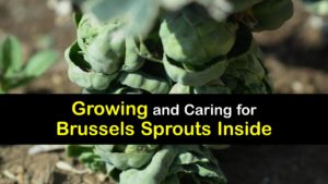 How to Grow Brussels Sprouts Indoors titleimg1