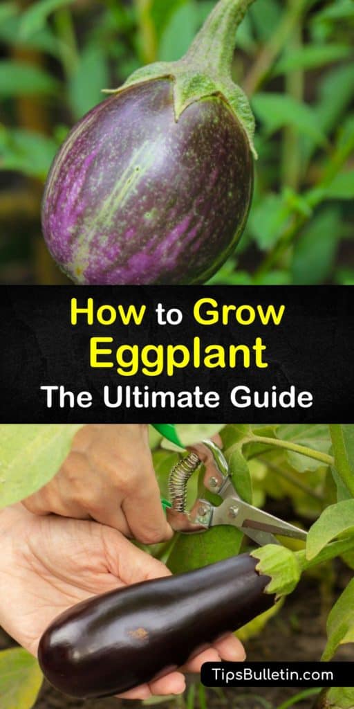 Eggplants (Solanum melongena) are crops that enjoy growing in warm weather, but with advice from our guide, you can start planting eggplant seeds even in a climate that enjoys cool weather. Learn how to avoid pests like flea beetles and when it's time to harvest eggplant. #eggplant #grow