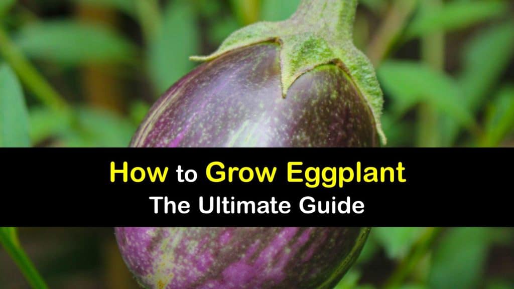 How to Grow Eggplant titleimg1
