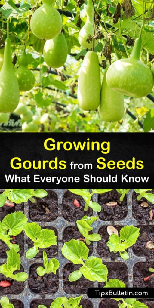 Discover how to plant gourd seeds indoors and in the garden and harvest hard-shell gourds at the end of the growing season. Growing gourds is fun, whether you grow them for making a birdhouse or using ornamental gourds for decoration. #grow #gourds #seed