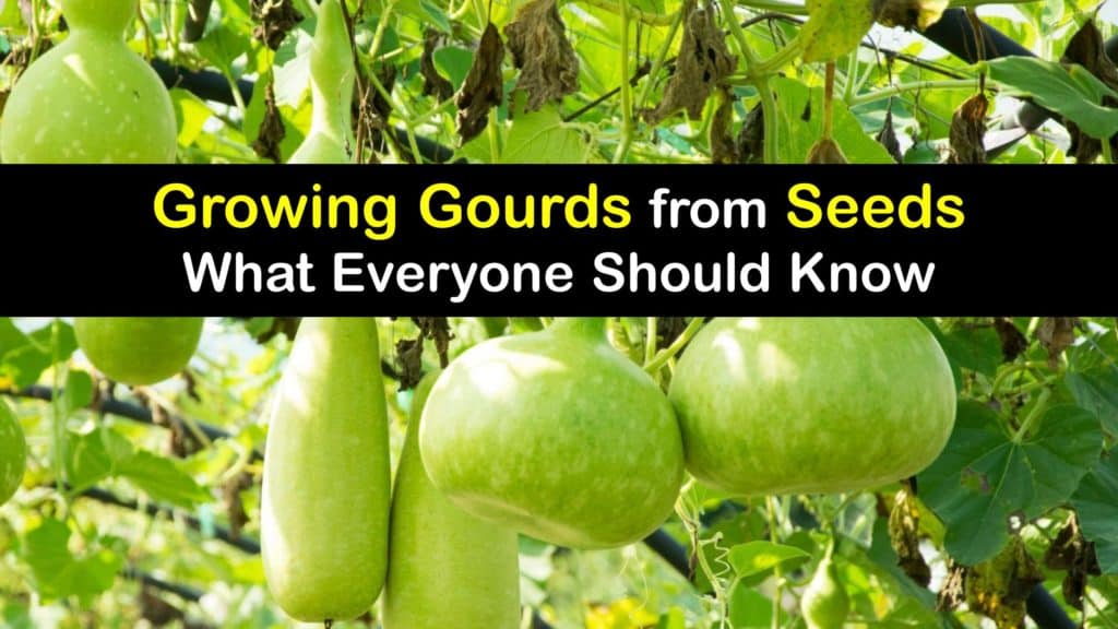 How to Grow Gourds from Seed titleimg1