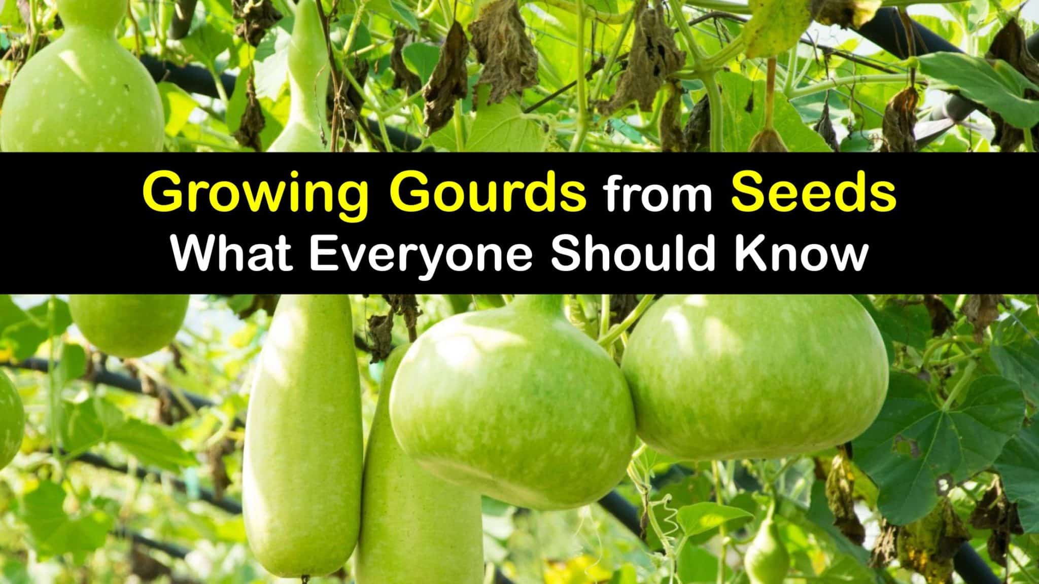 How To Grow Ivy Gourd
