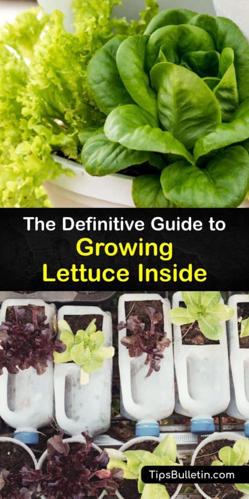 Learn how to plant lettuce seeds in potting soil at home to grow your own lettuce plants indoors on a windowsill. Whether your favorite lettuce varieties are romaine, butterhead or iceberg, discover how to water and prevent the outer leaves bolting for a tasty harvest. #grow #lettuce #indoors