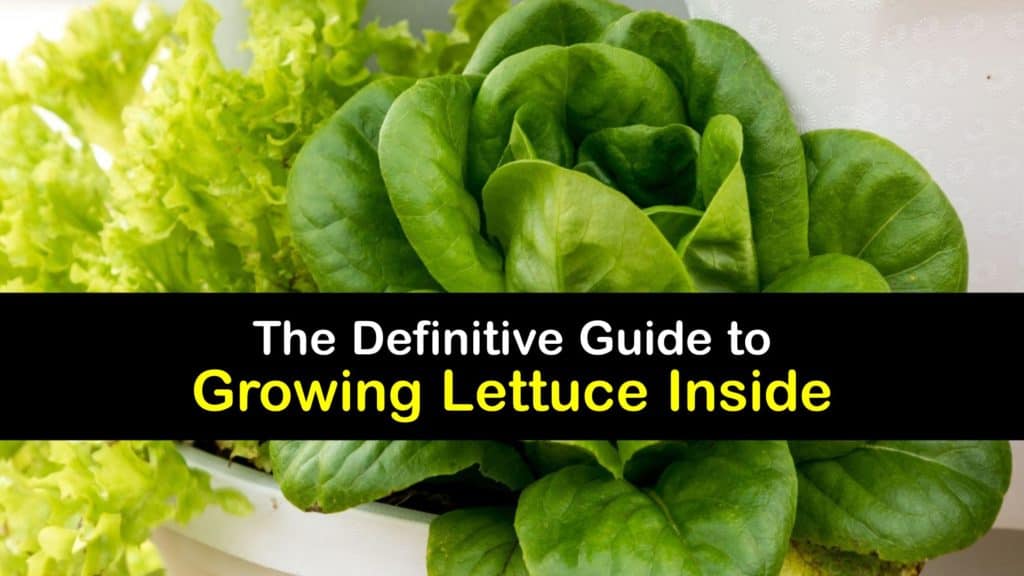 How to Grow Lettuce Indoors titleimg1