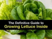 How to Grow Lettuce Indoors titleimg1