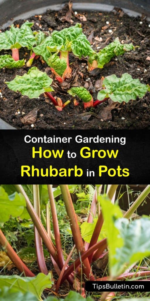 Learn how to grow a rhubarb plant in a container and enjoy fresh stalks at the end of each growing season. Growing rhubarb from seeds or a crown root is relatively easy if you grow rhubarb in a large pot, and the stalks are ready to harvest the second year. #growing #rhubarb #containers