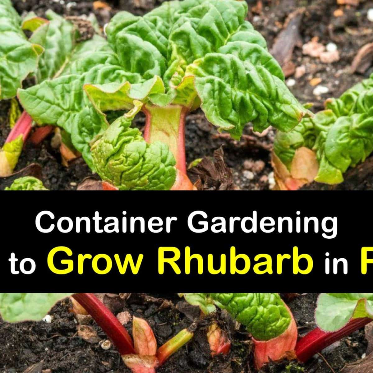 Container Grown Rhubarb - Easy Ways to Plant Rhubarb in Pots