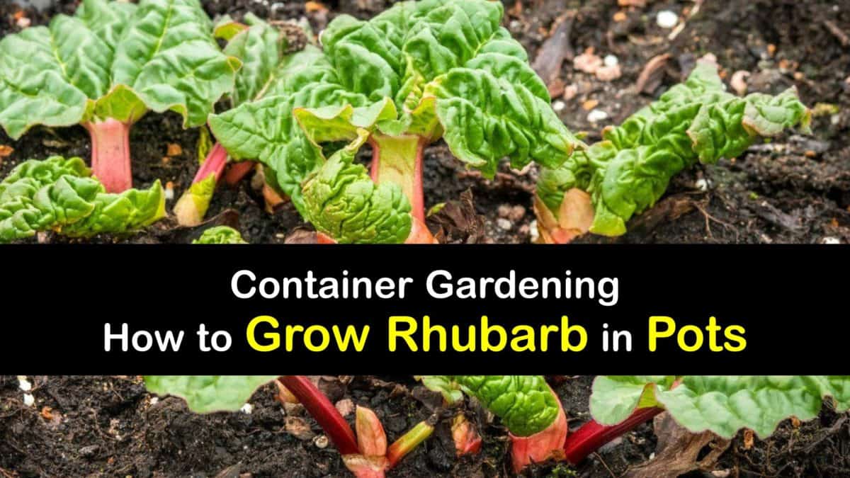 Container Grown Rhubarb Easy Ways to Plant Rhubarb in Pots