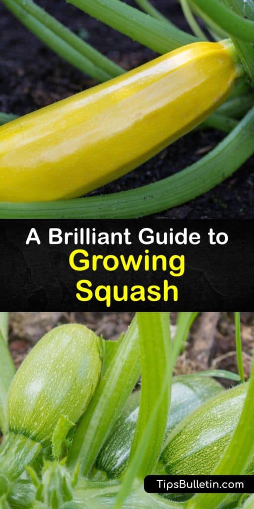 Discover how to grow many squash varieties, including bush types, thin rind summer squash, acorn squash, crookneck squash, zucchini, and more. Learn about male and female flower roles in pollination and how to avoid squash bugs to produce a large harvest. #grow #squash