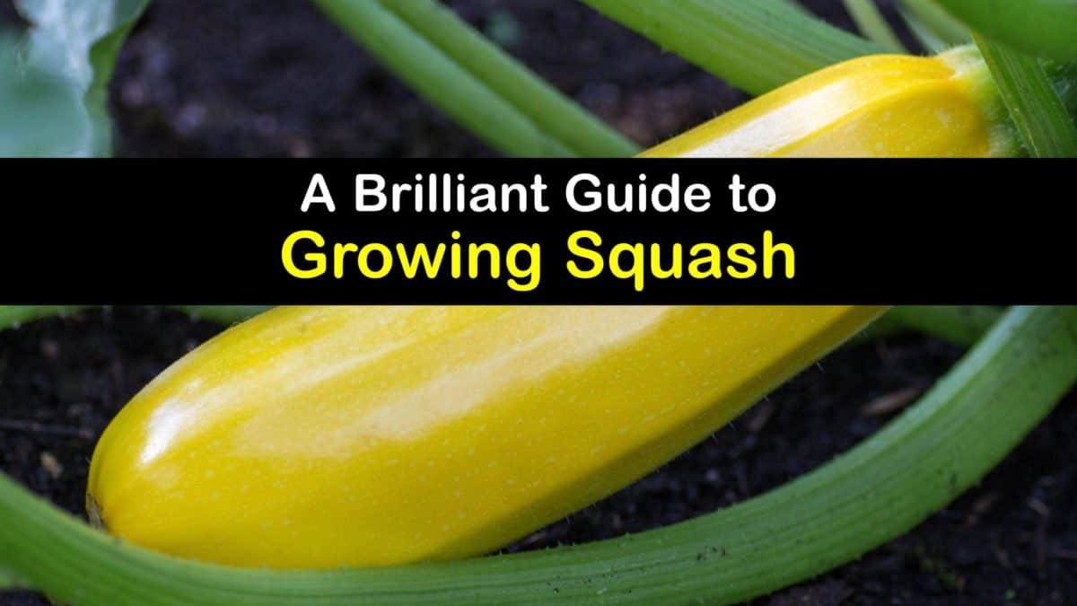 Squash Plant Care Handson Ways to Grow Squash
