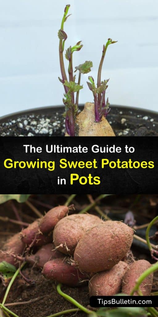 Learn how to grow sweet potatoes in pots or raised beds and harvest veggies at the end of the growing season instead of buying them from the grocery store. Discover how to grow sweet potato slips indoors and transplant them into potting soil after sprouting. #grow #sweet #potatoes #pots