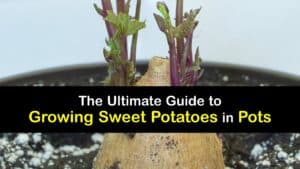 How to Grow Sweet Potatoes in a Pot titleimg1