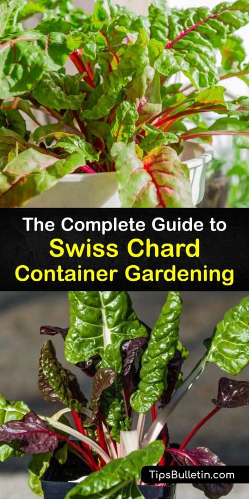 Learn how to plant chard seeds in containers and grow Swiss chard plants like the Fordhook Giant. When planted in late summer in full sun, seeds undergo germination and grow. Avoid aphids and add mulch for a large harvest of fresh chard leaves. #grow #swiss #chard #containers