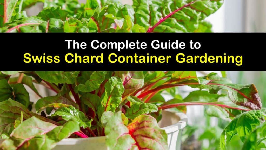 How to Grow Swiss Chard in Containers titleimg1