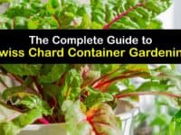 How to Grow Swiss Chard in Containers titleimg1