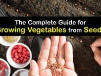 How to Grow Vegetables from Seeds titleimg1