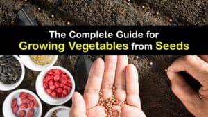 How to Grow Vegetables from Seeds titleimg1
