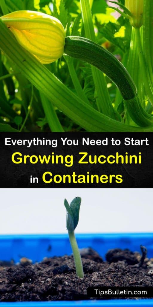 To add zucchini to your container garden, you'll need to learn about drainage holes, the right potting soil, and the importance of a trellis. If it sounds like a lot, our guide has everything you need to start container growing zucchini. #zucchini #container #gardening