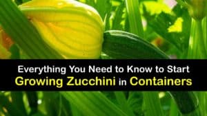 How to Grow Zucchini in a Container titleimg1