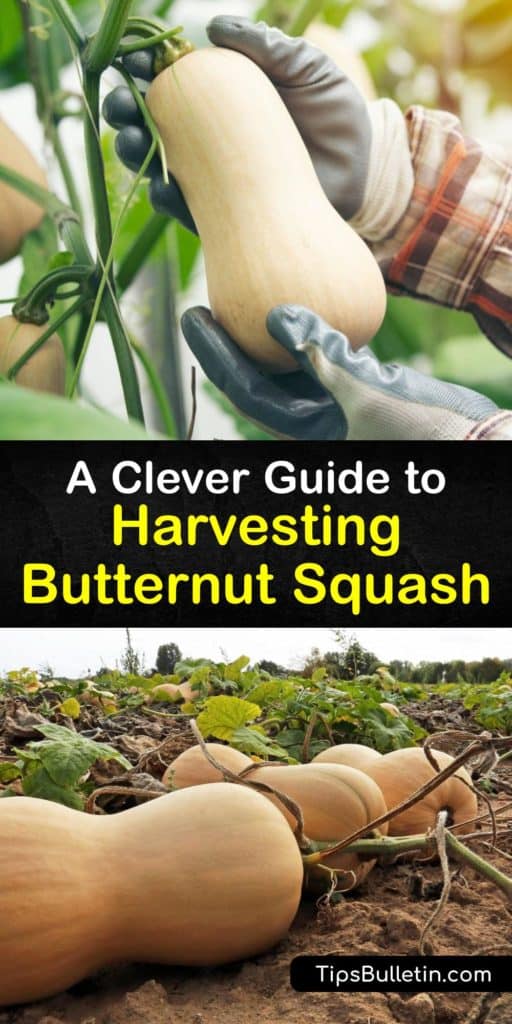 Pick your summer squash, winter squash, and gourds, like buttercup, Hubbard, acorn squash, and spaghetti squash, at the perfect time from the first signs of ripeness. Learn how to check the stem, color, rind, and weight for perfect squash every time. #harvesting #butternut #squash