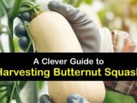 How to Harvest Butternut Squash titleimg1