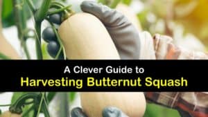 How to Harvest Butternut Squash titleimg1