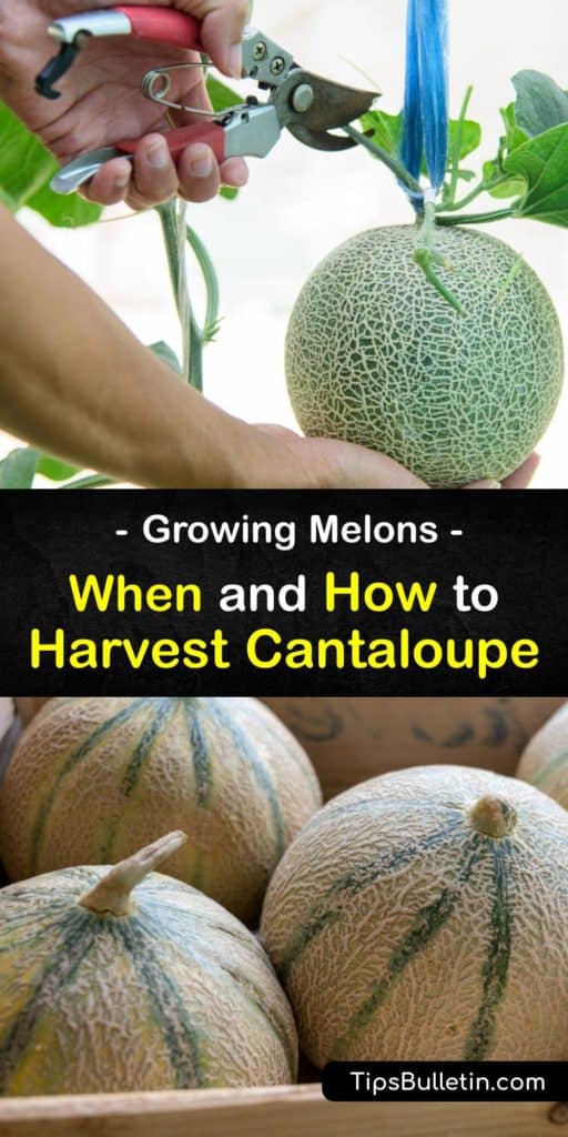 Learn when and how to harvest cantaloupe (Cucumis melo var. Cantalupensis) for the perfect ripeness. Like watermelon and honeydew, cantaloupe has a long growing season. Knowing when to pick a ripe melon depends on the cultivar. #howto #when #harvest #cantaloupe