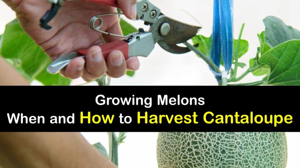 How to Harvest Cantaloupe titleimg1