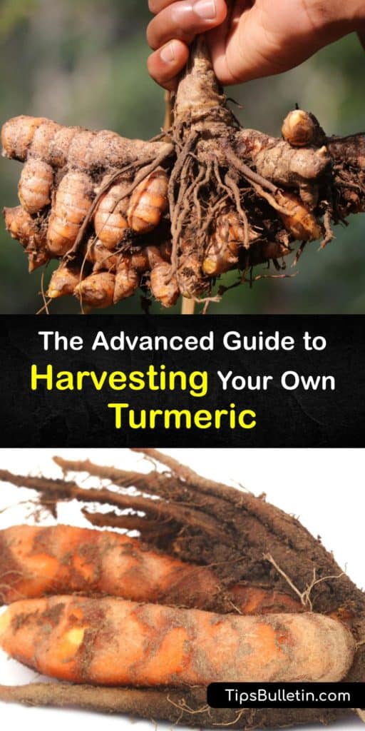 The turmeric plant produces turmeric rhizomes on the turmeric root, which have many health benefits and anti-inflammatory properties. Fresh turmeric comes from a tropical plant and is often used for cooking in India. Skip the grocery store and grow and harvest turmeric at home. #harvest #turmeric