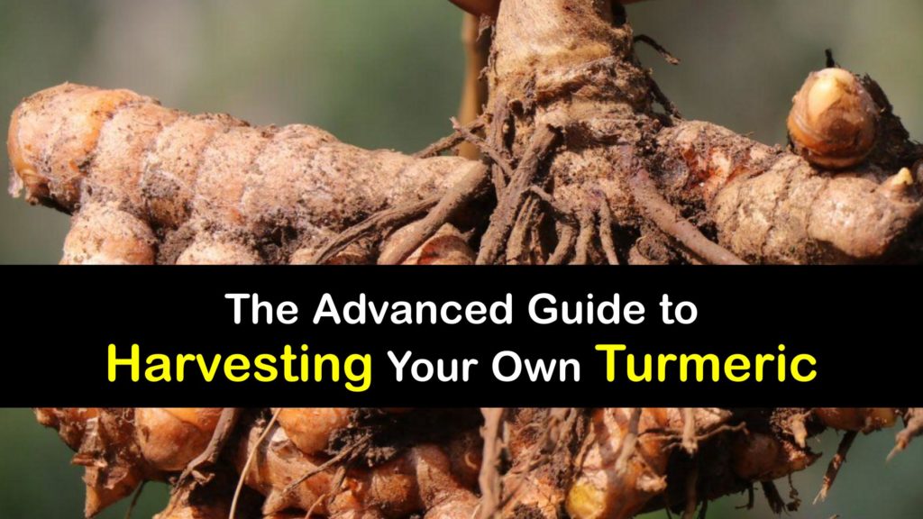 How to Harvest Turmeric titleimg1