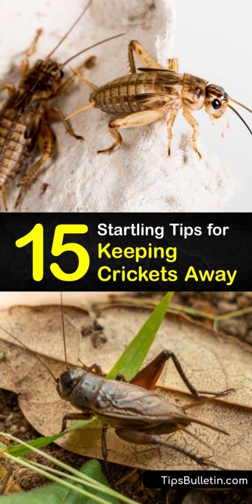 Does your area have a large number of cave crickets or field crickets? Has a spider cricket or camel cricket infestation got you worried about warm weather? It’s time to learn the best tips for cricket control so you can take back your yard and enjoy your summer. #prevent #crickets #repel