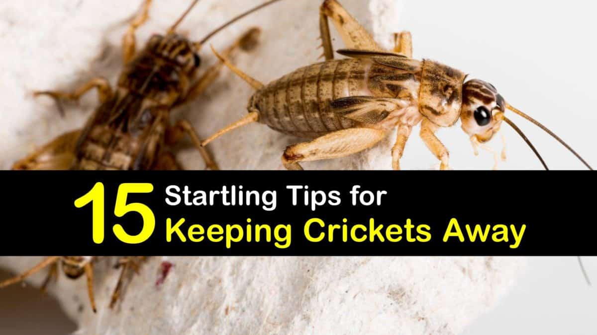 Cricket Control StepbyStep Guide for Keeping Crickets Away