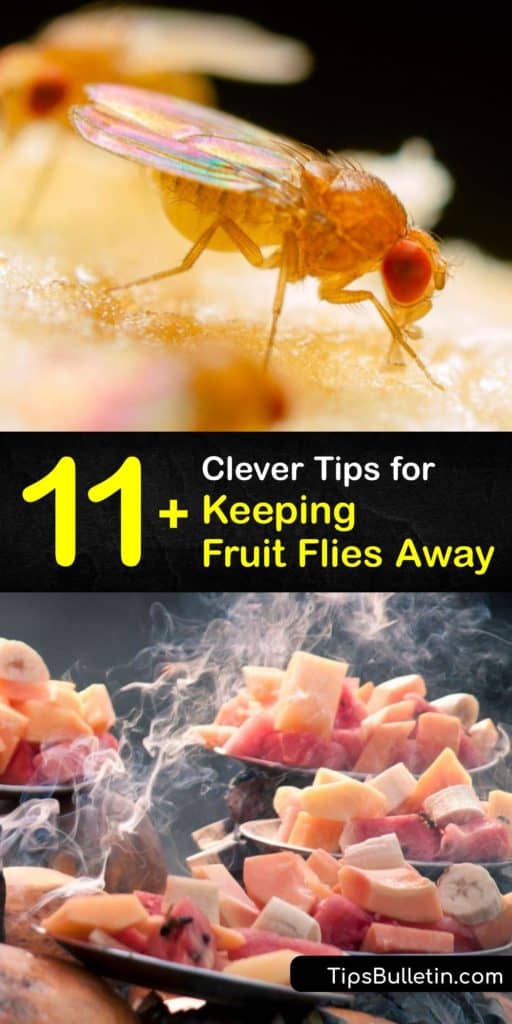 Explore how to keep fruit flies away using DIY ideas like a homemade fruit fly trap. Use everyday items like apple cider vinegar, dish soap and plastic wrap to keep gnats away from your garbage disposal and combat a fruit fly infestation. #prevent #fruit #flies 