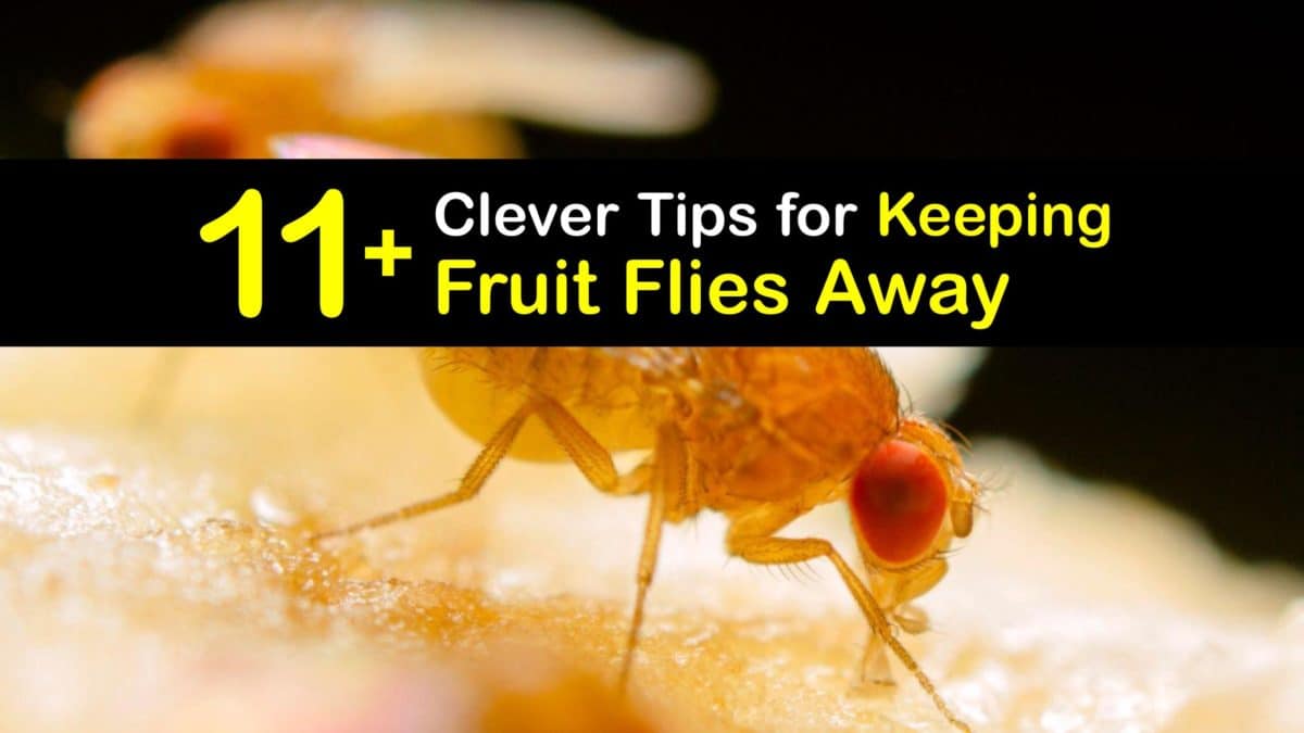 Deterring Fruit Flies Easy Tips to Keep Fruit Flies Away