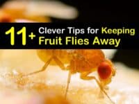 How to Keep Fruit Flies Away titleimg1