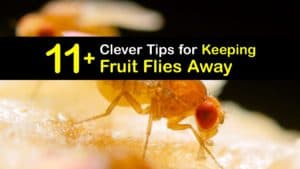 How to Keep Fruit Flies Away titleimg1