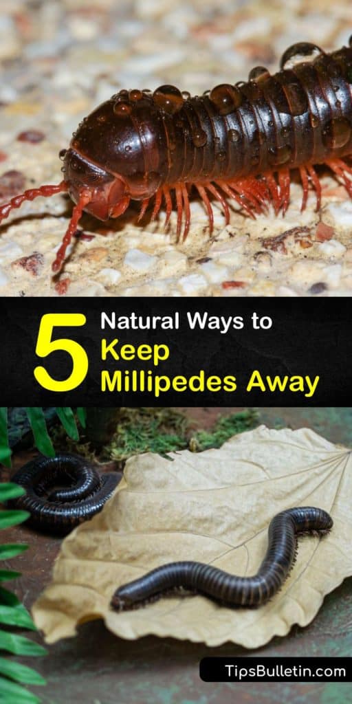Although millipedes are not a nuisance pest, a millipede infestation is more than enough to make you uneasy. Use diatomaceous earth to eliminate millipedes and discover how to reduce the chance that millipedes enter your home by cleaning up plant litter. #millipedes #deter #repel