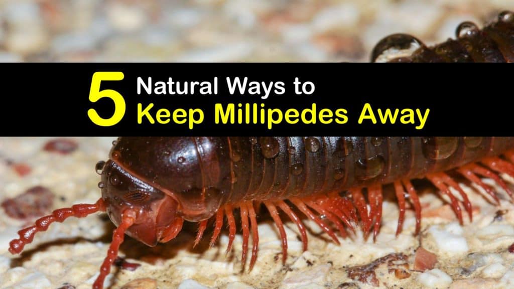How to Keep Millipedes Away titleimg1