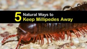 How to Keep Millipedes Away titleimg1