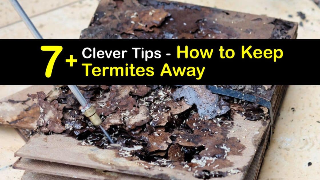 Keeping Termites Away Fast Tips to Get Rid of Termites