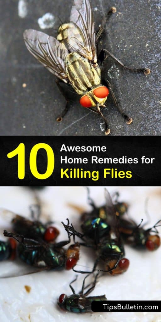 Discover ways to kill house flies in and around your home using a range of fly control methods. Many flies are a nuisance, from the cluster fly and drain fly to the common house fly, and they are easy to eliminate with homemade traps and bug sprays. #howto #getridof #flies #prevent