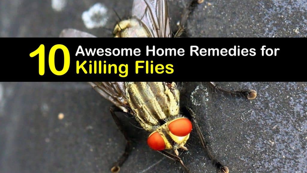How to Kill Flies titleimg1