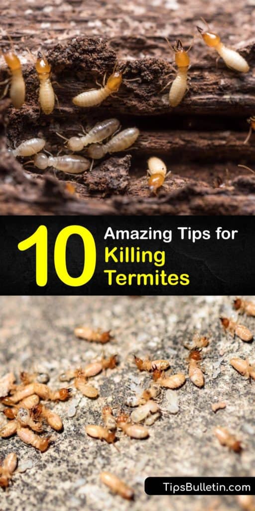 Don't let a termite infestation overwhelm you. Follow our guide to learn a home remedy for killing termites using boric acid. Discover the best options for targeting subterranean termites and how to eliminate a drywood termite colony. #termite #pest #infestation #control