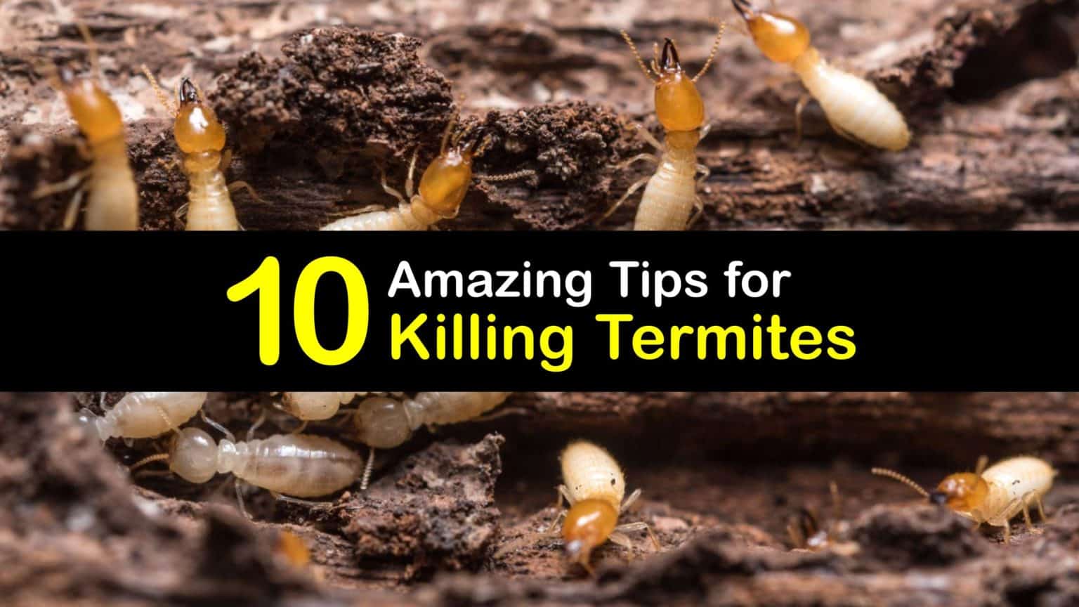 Killing Termites Handson Tricks for Getting Rid of Termites
