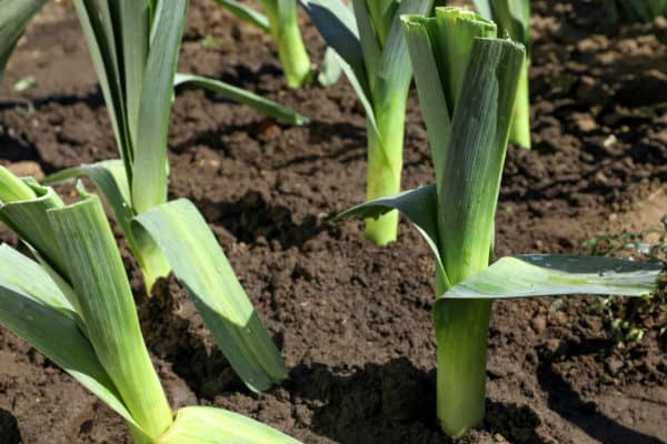 Leeks are a veggie in the allium family.