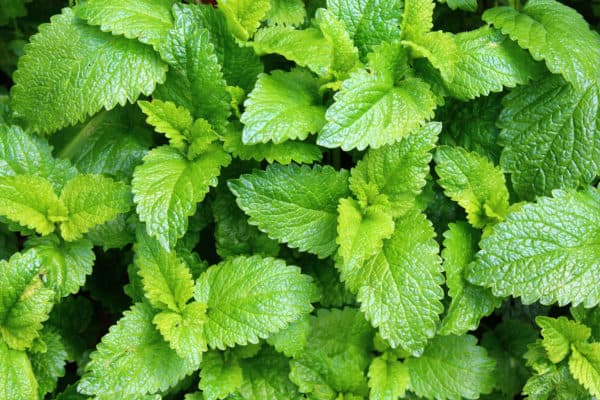 Lemon balm has a lemony scent that crickets dislike and avoid.