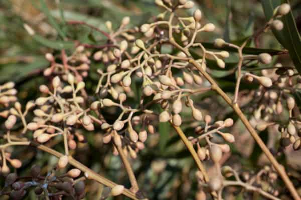 The lemon eucalyptus is a tree with a pleasant lemony scent that crickets and other bugs don't like.