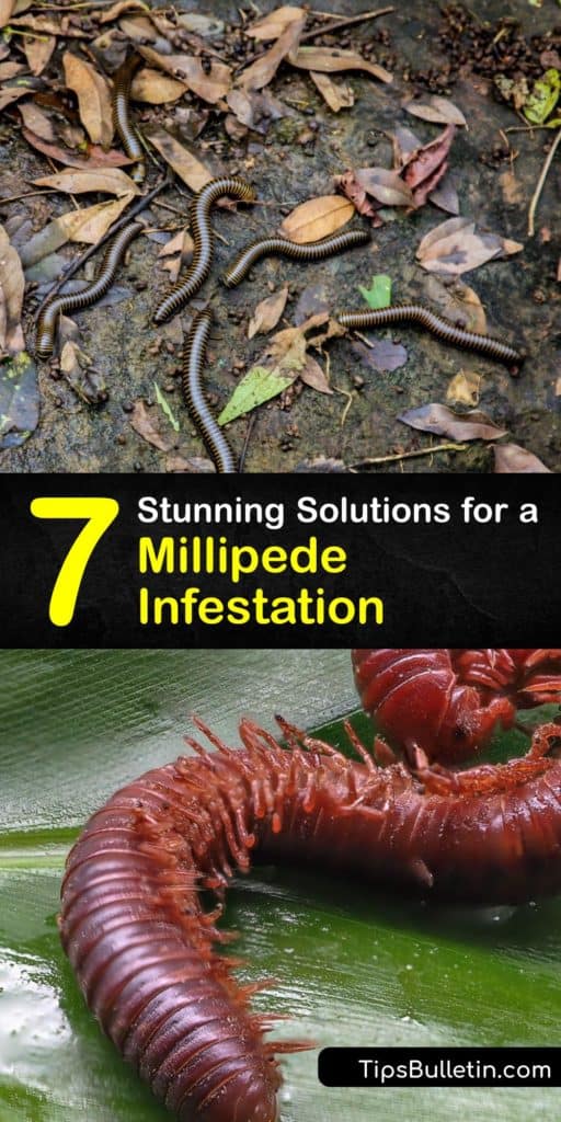 Start targeted treatments for a millipede infestation and make a home protection plan to stay millipede, centipede, and yellow jacket free. From South Carolina to California, gain millipede control by removing plant material, or using DIY traps to see dead millipedes fast. #millipede #infestation