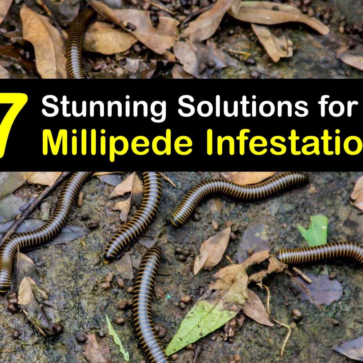 Millipede Infestation